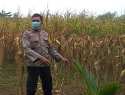 Sinergi Polri-Petani di Jagaraga untuk Swasembada Pangan