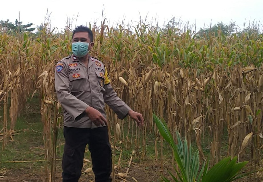 Bhabinkamtibmas Jagaraga Dukung Ketahanan Pangan di Dusun Beremi