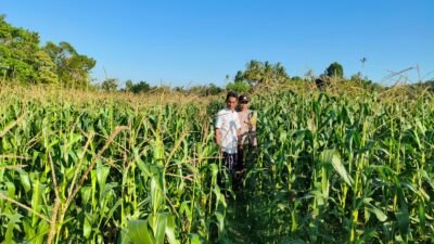 Bhabinkamtibmas Mareje Timur Dampingi Petani Jagung Tingkatkan Hasil Panen