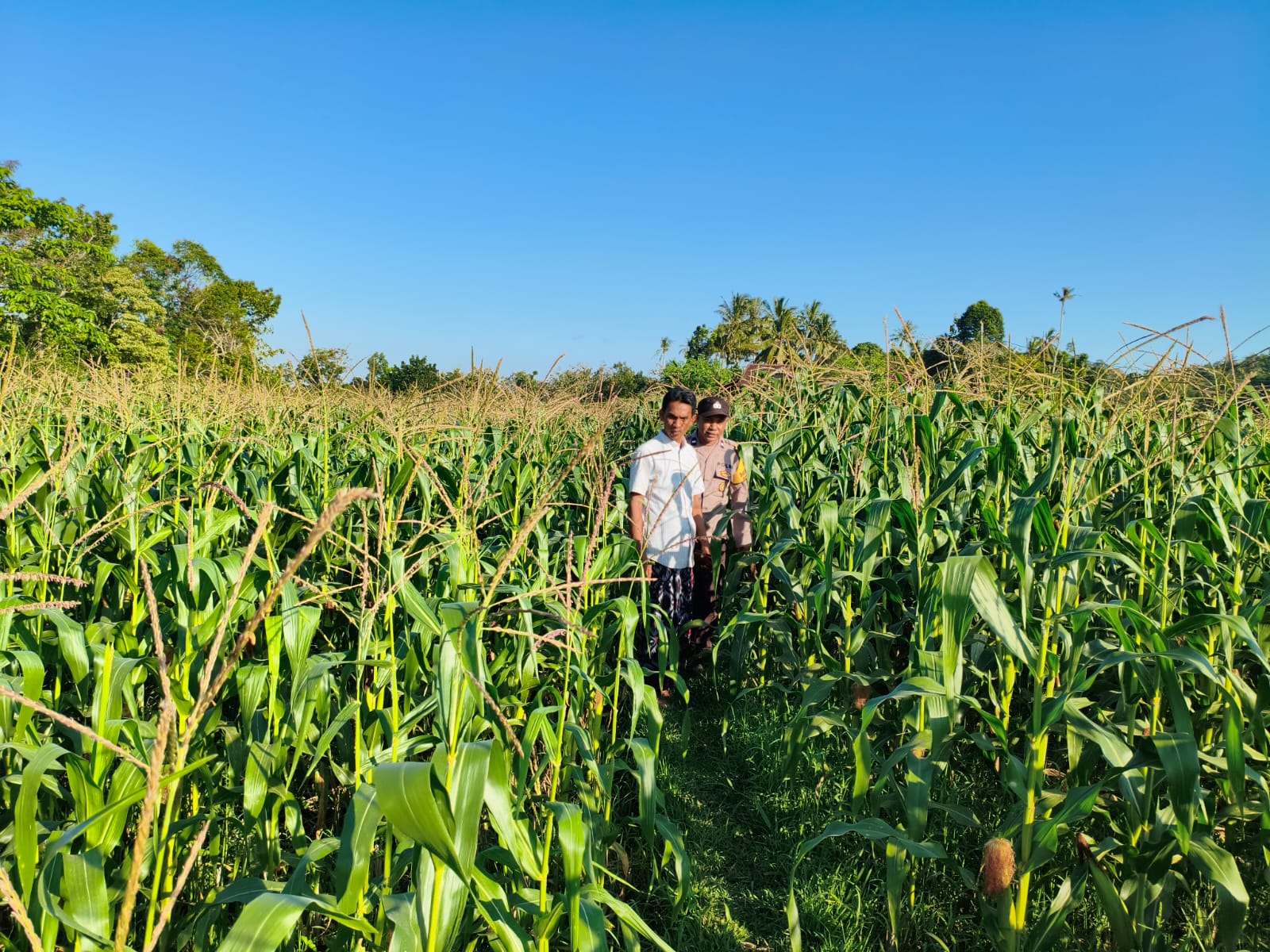 Bhabinkamtibmas Mareje Timur Dampingi Petani Jagung Tingkatkan Hasil Panen