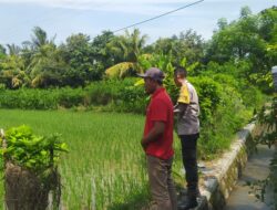 Polsek Sekotong Apresiasi Petani Padi Batu Putih