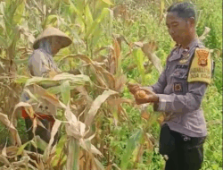 Bhabinkamtibmas Desa Kidang, Polsek Praya Timur, Dampingi Warga Panen Raya Jagung, Perkuat Ketahanan Pangan Nasional