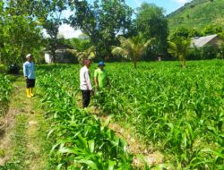 Polisi dan Petani Kolaborasi Wujudkan Ketahanan Pangan di Sekotong