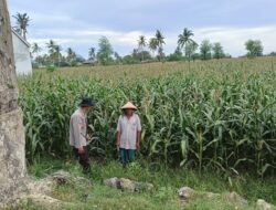 Polres Loteng Tinjau Lahan Jagung Warga di Praya Barat, Ajak Optimalkan Perawatan.