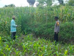 Polres Lombok Tengah Tinjau Lahan Jagung Warga, Optimalkan Pemupukan untuk Ketahanan Pangan Nasional.