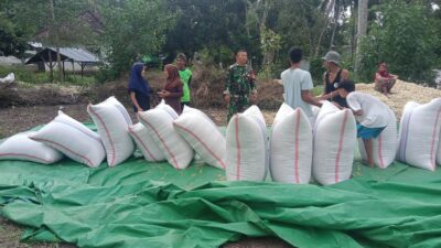 Babinsa Sekotong Jalin Komsos Bersama Petani Jagung Batu Putih
