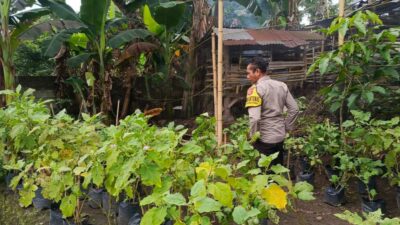 Ketahanan Pangan Dimulai dari Dusun Pesongoran, Lombok Barat