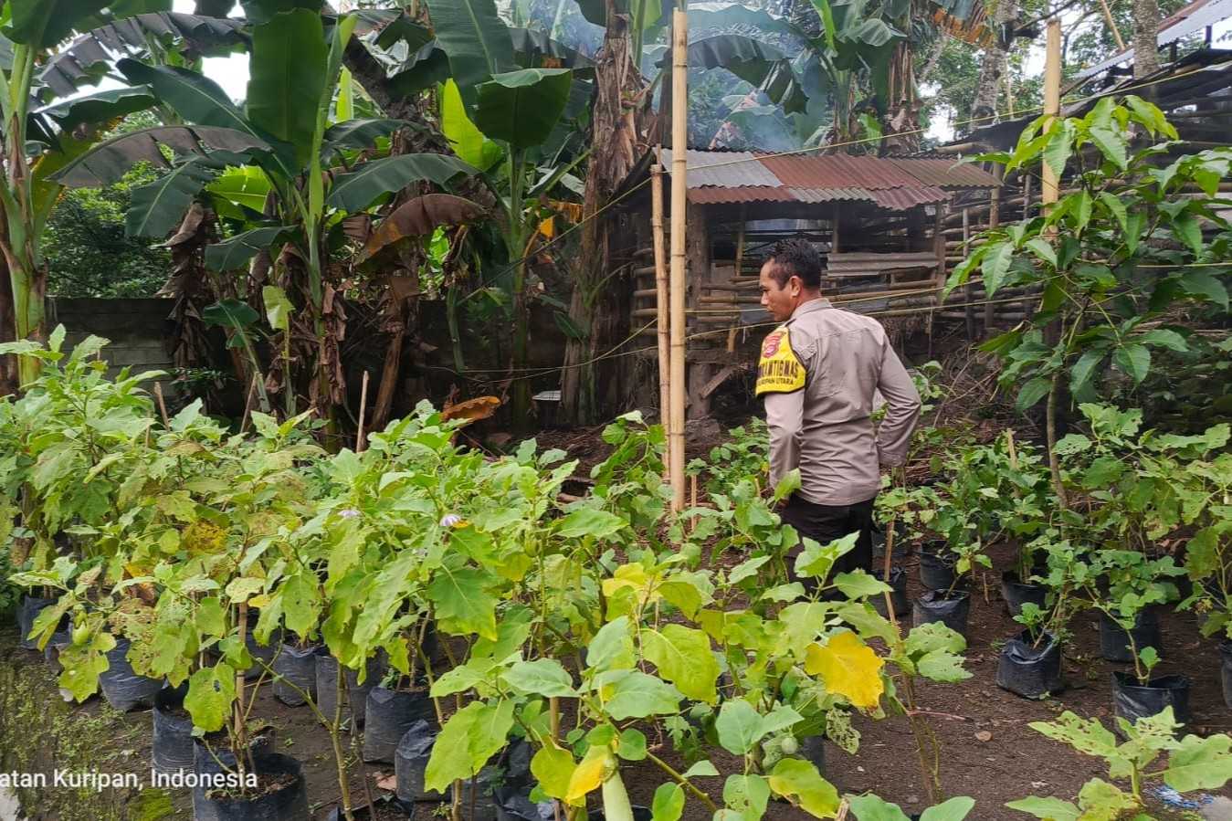 Ketahanan Pangan Dimulai dari Dusun Pesongoran, Lombok Barat