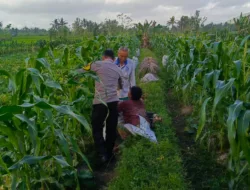 Sinergi Polisi dan Petani Kuripan Atasi Tantangan Kemarau Basah