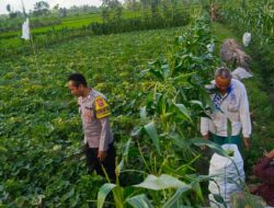 Motivasi Petani Kuripan: Polri Dorong Ketahanan Pangan dari Tingkat Desa