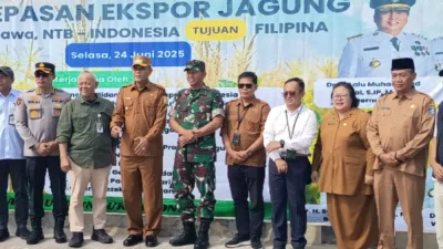 Jagung NTB Mendunia: 6.000 Ton Dikirim ke Filipina