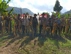 Sinergi Petani-Polri Sukseskan Panen Jagung Batulayar