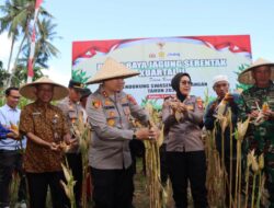 Lombok Barat Panen Raya: Langkah Nyata Menuju Swasembada Pangan 2025