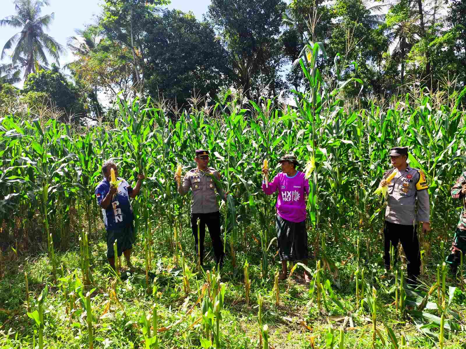 Dukung Ketahanan Pangan, Polri Hadir dalam Panen Raya Jagung NTB