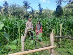 Polsek Lembar Dorong Produksi Jagung di Lombok Barat