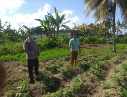 Peran Strategis Polisi Desa Jagaraga dalam Penguatan Ketahanan Pangan