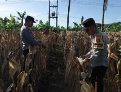 Sinergi Polsek dan Petani Gerung dalam Panen Jagung