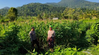 Cek Lahan Jagung, Bhabinkamtibmas Mareje Timur Dukung Petani Lokal
