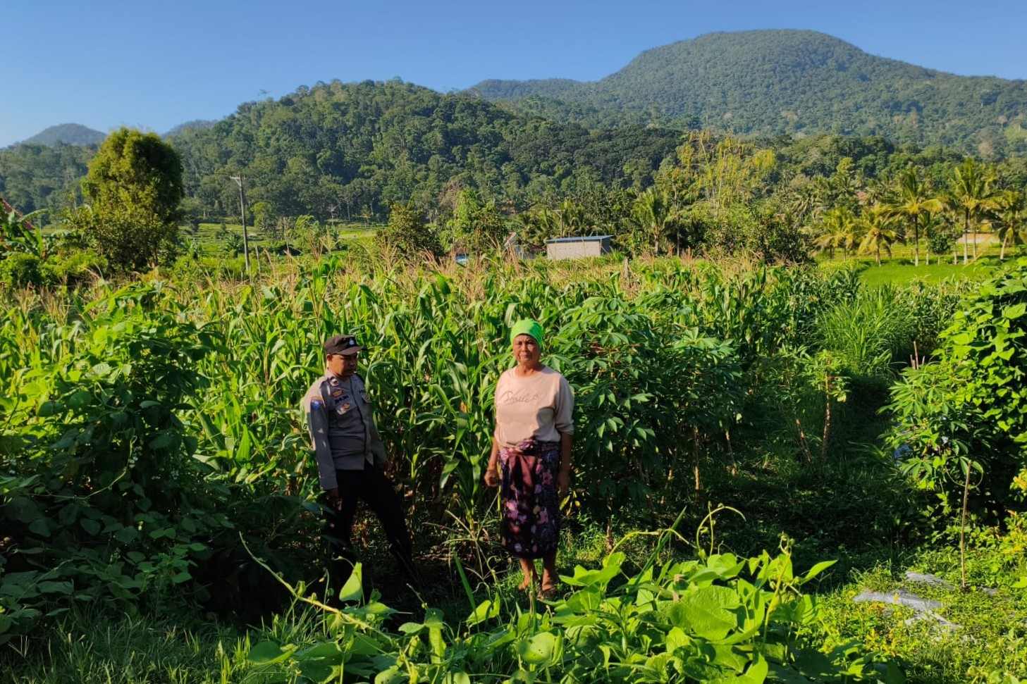 Polsek Lembar Dampingi Warga Mareje Timur Atur Tanam Jagung