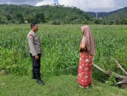 Petani Jagung Sekotong Timur Didampingi Polri, Ini Komitmen Polsek Lembar