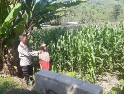 Dukung Program Pangan, Polri Kunjungi Lahan Jagung di Lembar