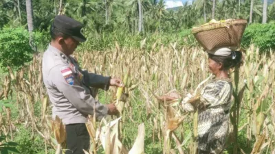 Sinergi Polri dan Petani di Sekotong, Panen Jagung Jadi Simbol Ketahanan Pangan