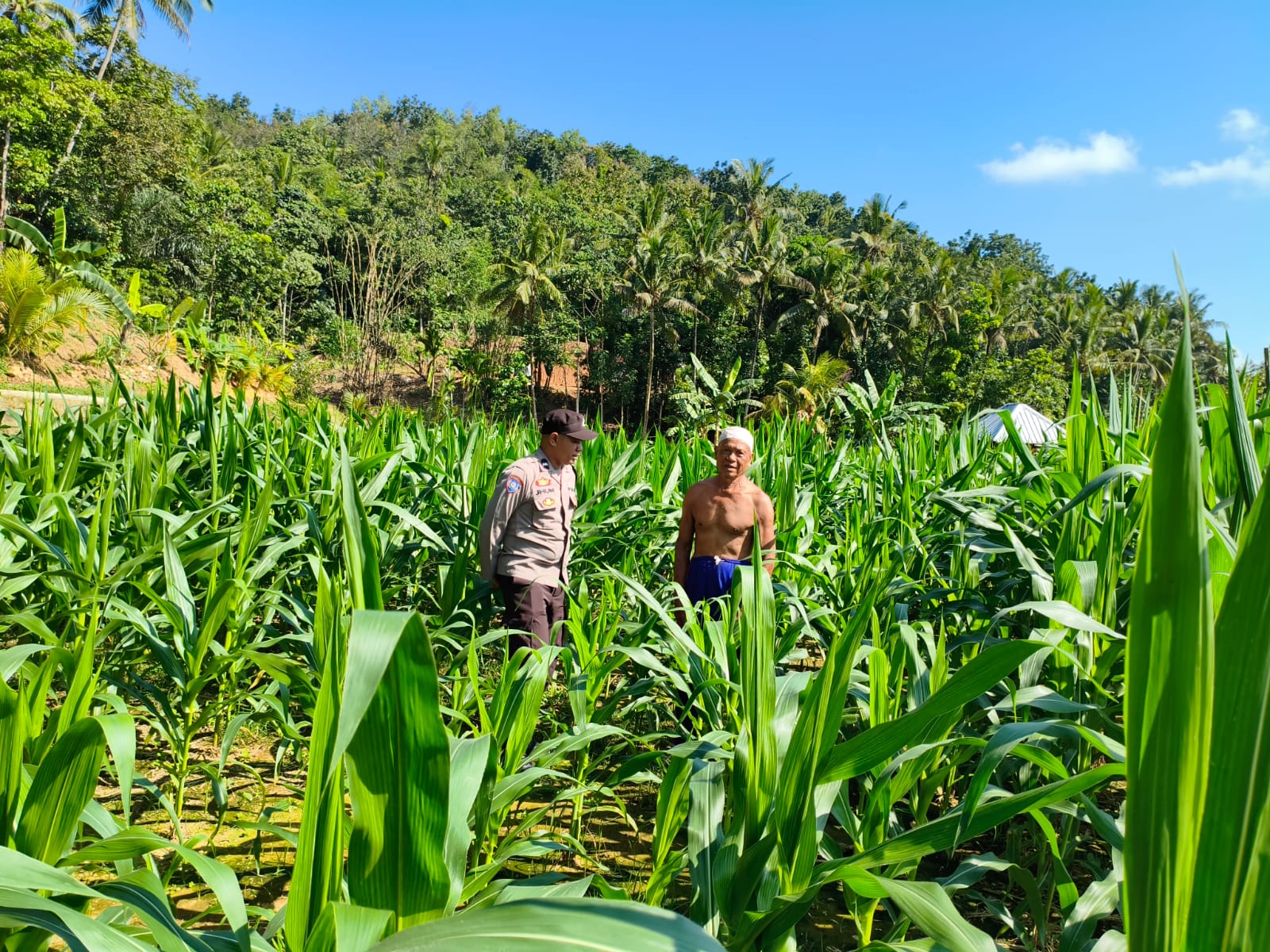 Sinergi Polri-Petani, Pengecekan Lahan Jagung di Mareje Timur
