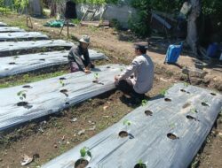 Bhabinkamtibmas Desa Bukit Damai Dampingi Warga Manfaatkan Lahan untuk Pangan Bergizi