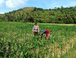 Dukung Ketahanan Pangan Nasional, Bhabinkamtibmas Tarusa Ajak Warga Memaksimalkan Lahan