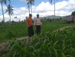 DDS Bhabinkamtibmas Kuripan Timur Pererat Hubungan dan Pantau Lahan Jagung