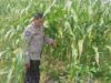 Ketahanan Pangan di Desa Beleka Lewat Silaturahmi Polisi dan Petani