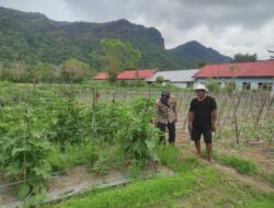 Bhabinkamtibmas Desa Benete Dampingi Petani Sayur Sukseskan Ketahanan Pangan di Desa Binaan