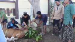 Polres Lombok Utara Rayakan Idul Adha Dengan Pemotongan Hewan Kurban