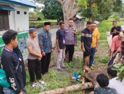 Keluarga Besar Polsek Manggelewa dan Bhayangkari Berbagi Daging Kurban di Hari Raya Iduladha 1446 H