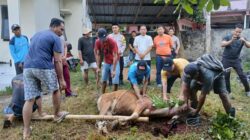 Berbagi Berkah Idul Adha, Polsek Seteluk Gelar Penyembelihan Hewan Kurban dan Distribusi Daging ke Warga