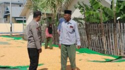 Bhabinkamtibmas Desa Daha Lakukan Pemantauan Hasil Panen Jagung dalam Rangka Mendukung Program Ketahanan Pangan Nasional