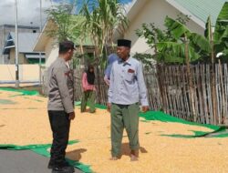 Bhabinkamtibmas Desa Daha Lakukan Pemantauan Hasil Panen Jagung dalam Rangka Mendukung Program Ketahanan Pangan Nasional