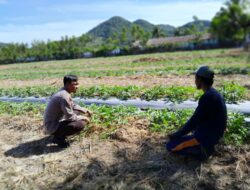 Bhabinkamtibmas Desa Talonang Baru Dukung Ketahanan Pangan Lewat Pendampingan Petani Buah