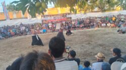 Meriah dan Sakral, Festival Peresean Guncang Lombok Barat