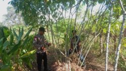 Semarak HUT Bhayangkara Ke-79, Polsek Soromandi Ikuti Lomba Pekarangan Pangan Bergizi