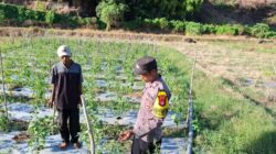 HUT Bhayangkara Ke-79, Polsek Soromandi Polres Bima Dorong Ketahanan Pangan Lewat Lomba Pekarangan Pangan Bergizi