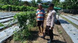 Bhabinkamtibmas Desa Bukit Damai Dampingi Warga Manfaatkan Lahan untuk Tanaman Pangan Bergizi