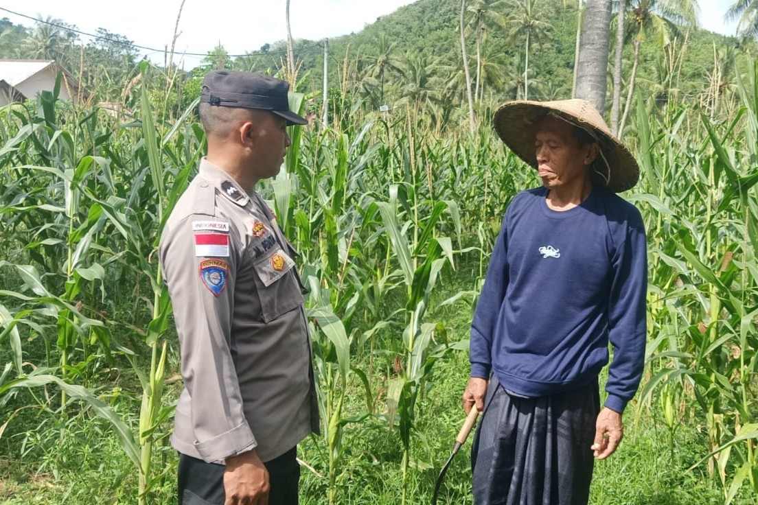Bhabinkamtibmas Sekotong Dukung Petani Jagung Wujudkan Ketahanan Pangan
