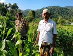 Bhabinkamtibmas Mareje Timur Kawal Produksi Jagung Demi Pangan Nasional