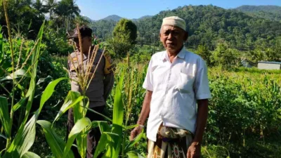 Bhabinkamtibmas Mareje Timur Kawal Produksi Jagung Demi Pangan Nasional