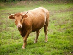 Polres Bima Kota Siapkan 13 Ekor Sapi Kurban pada Idul Adha 2025