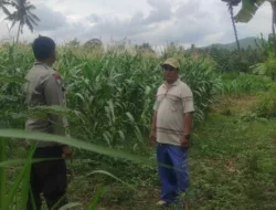 Dukung Swasembada Pangan, Bhabinkamtibmas Kawal Tanaman Jagung di Kediri, Lombok Barat