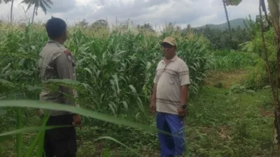 Pemanfaatan Pekarangan dan Jagung Siap Panen, Banyumulek Jadi Contoh Ketahanan Pangan NTB