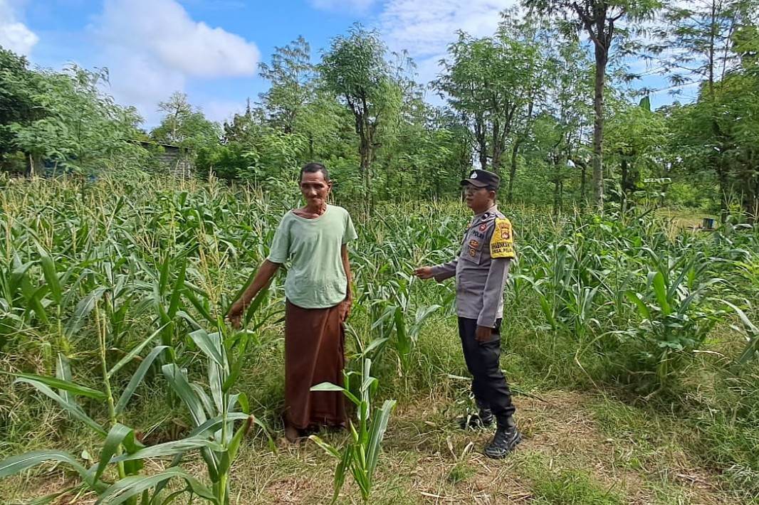 Bhabinkamtibmas Pelangan Dorong Ketahanan Pangan dari Pekarangan Warga Sekotong