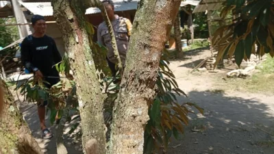 Sinergi Polisi dan Warga Dusun Begende Perkuat Swasembada Pangan